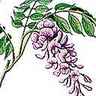 Glycine