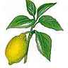 Citronnier