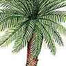 Cycas