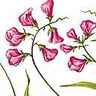 Gesse