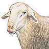Bélier de la race de Lacaune