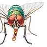Mouche