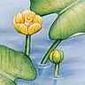 Nénuphar