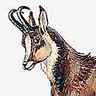 Chamois