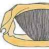 Fanons de baleine