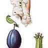 Fruits divers