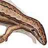 Lézard