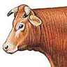 Vache de la race limousine