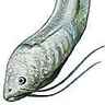 Larve d'amphibien