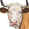 Vache pie rouge de l'Est