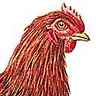 Poule Rhode-Island