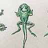 Têtard de grenouille, métamorphose