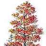 Taxodium