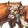 Taureau et vache de la race d'Abondance