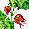 Physalis