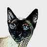 Chat siamois