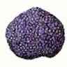 Truffe