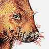 Wombat