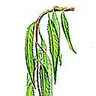 Saule