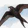 Modes de vie des oiseaux
