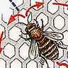 Abeilles, danse