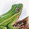 Types d'amphibiens