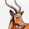 Impala