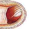 Crépidules