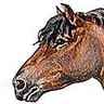 Cheval ardennais
