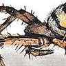 Argiope
