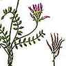 Astragales