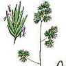 Dactyle