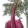 Amorphophallus