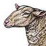Mouton de race dishley