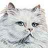 Chat angora