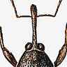 Anthonome