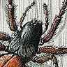 Amaurobius