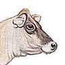 Vache de la race jersiaise