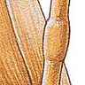Gaine d'une feuille de blé