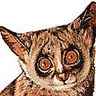 Galago