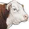 Taureau de race hereford