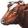 Vache de la race Maine-Anjou