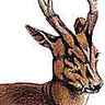 Muntjac