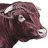 Taureau de la race Shorthorn