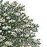 Sophora