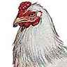 Poule de race wyandotte