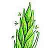 Ray-grass