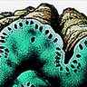 Tridacne
