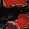 Pezizes écarlates