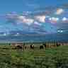 Savane